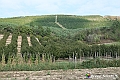 VBS_5457 - C'è un mare di velluto verde! E tu che sognavi di andare lontano... Quanta meraviglia, quì!